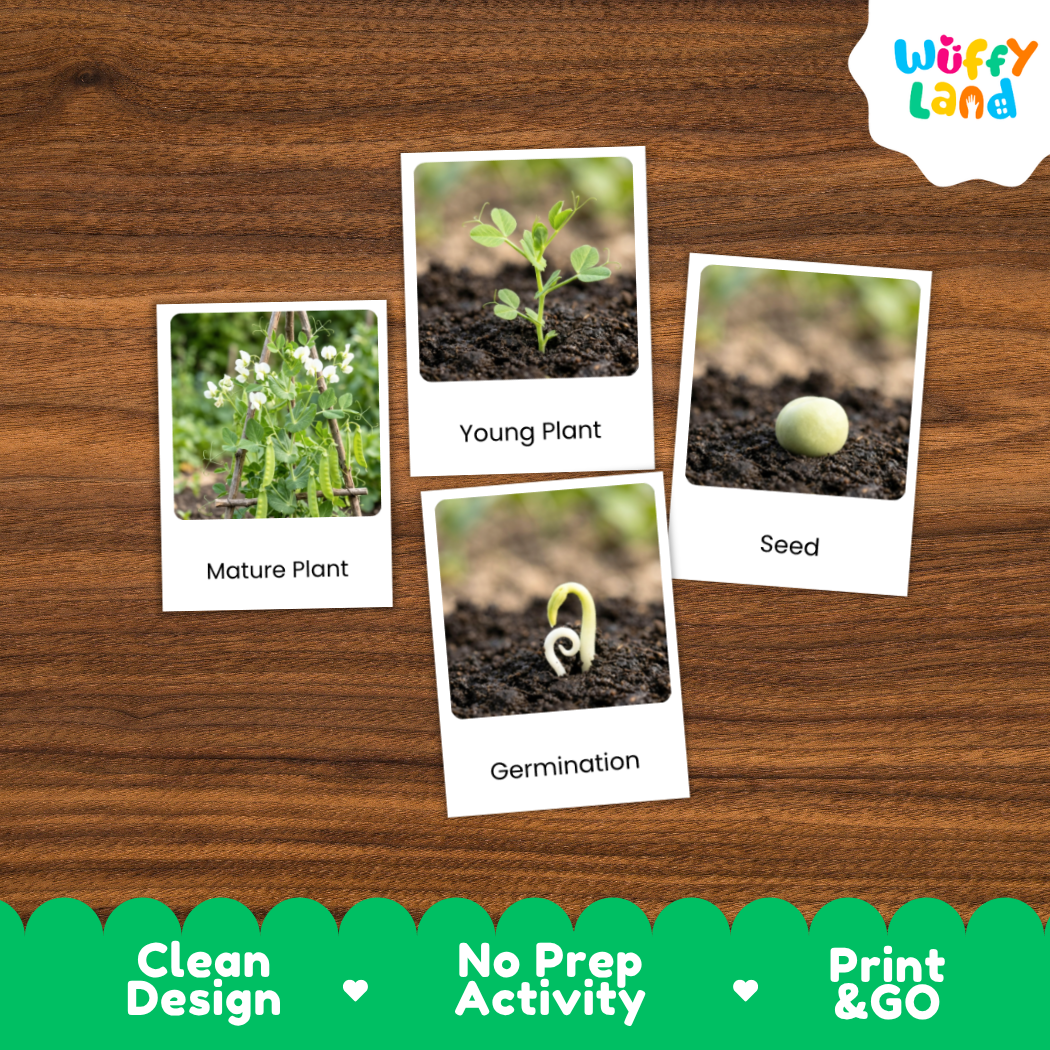 A set of four educational seed-to-plant printables arranged on a brown wood-grain background. The cards show labeled photos of a mature plant, a young plant, a seed, and germination.