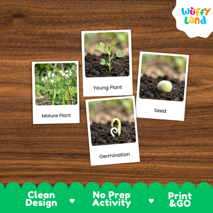 A set of four educational seed-to-plant printables arranged on a brown wood-grain background. The cards show labeled photos of a mature plant, a young plant, a seed, and germination.