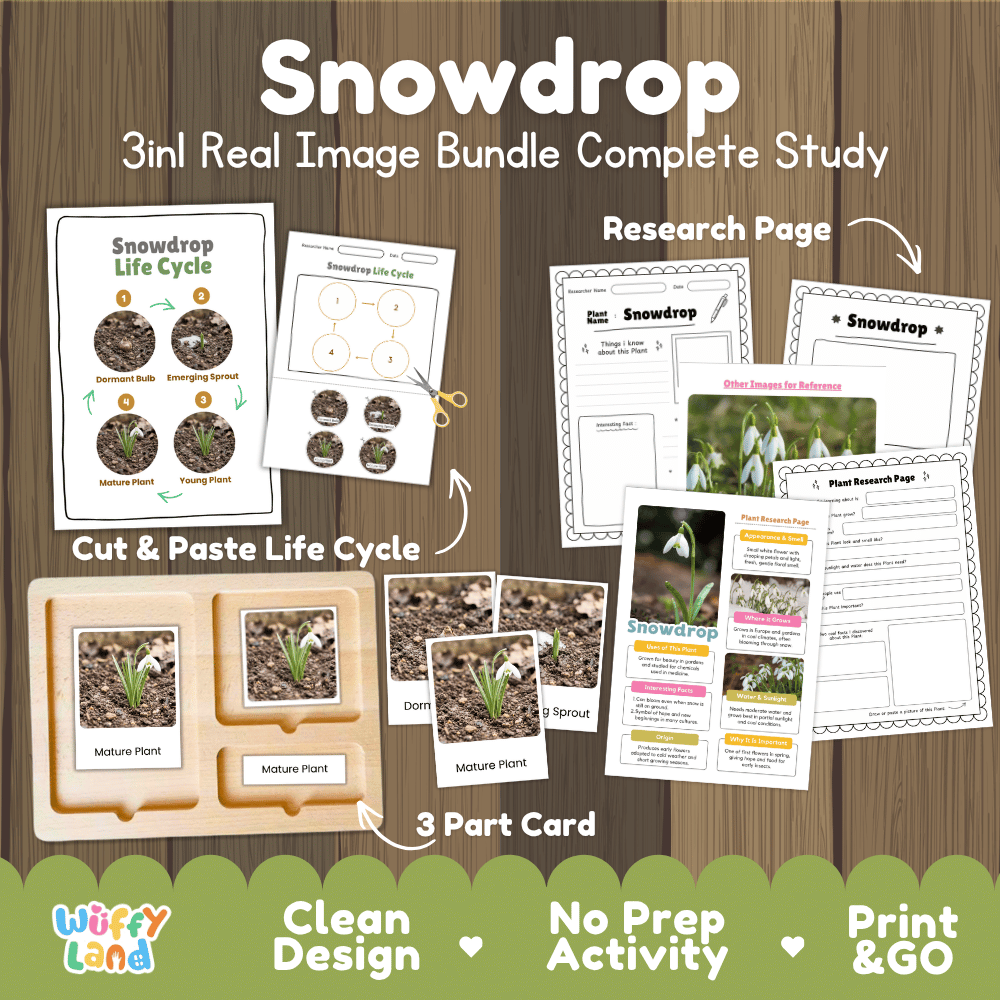 Snowdrop plant life cycle 3-in-1 complete study bundle featuring real images, Montessori 3-part cards, cut and paste activities, and research pages