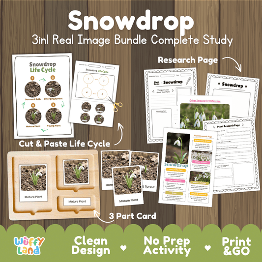 Snowdrop plant life cycle 3-in-1 complete study bundle featuring real images, Montessori 3-part cards, cut and paste activities, and research pages