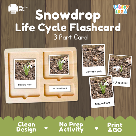 Montessori three-part cards showing real photography of snowdrop plant growth stages in a wooden card tray