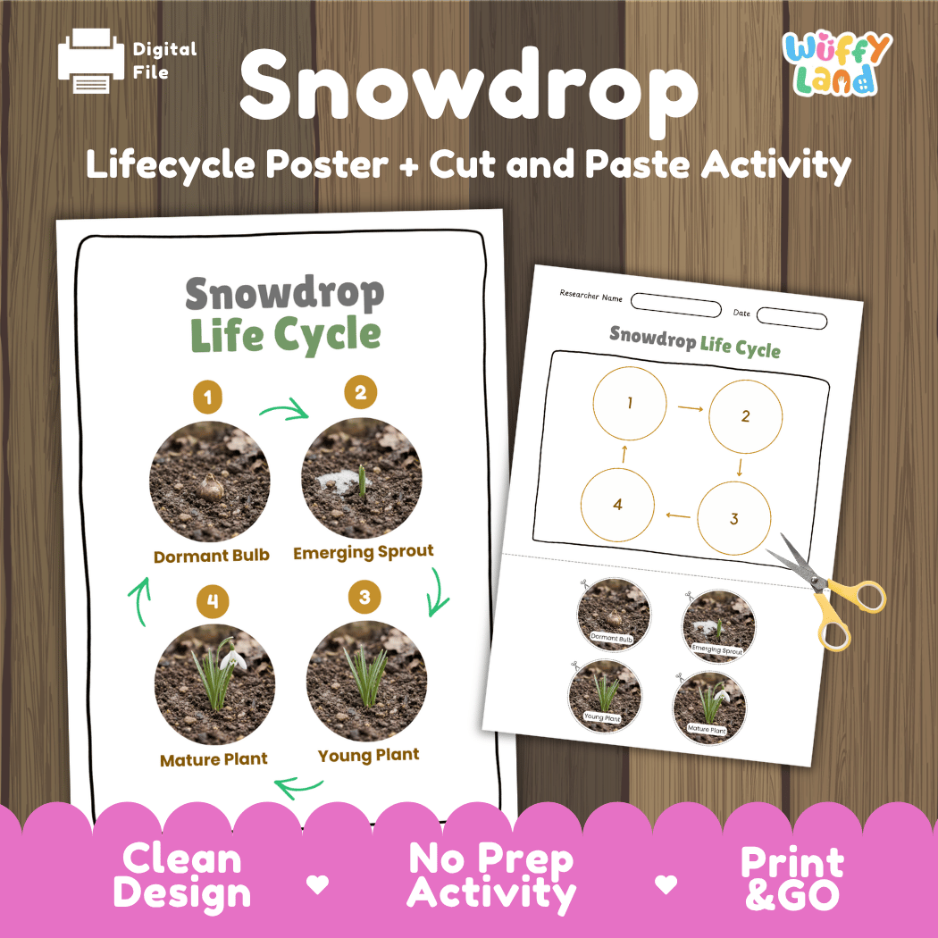 Snowdrop Life Cycle Poster and Cut and Paste Activity Worksheets
