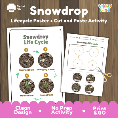 Snowdrop Life Cycle Poster and Cut and Paste Activity Worksheets