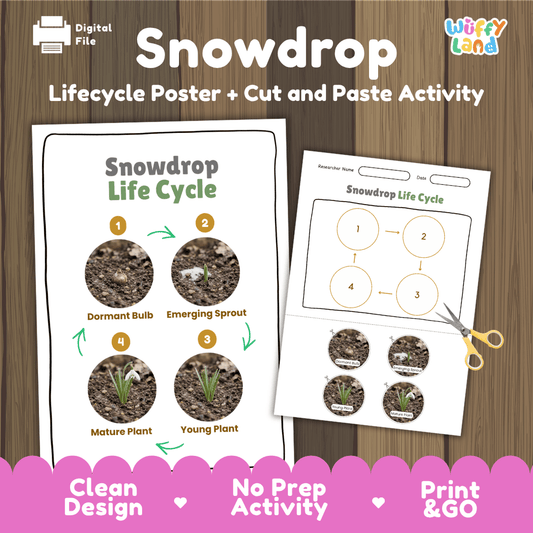 Printable cut and paste snowdrop life cycle worksheet with real photo cutouts from dormant bulb to mature flowering plant