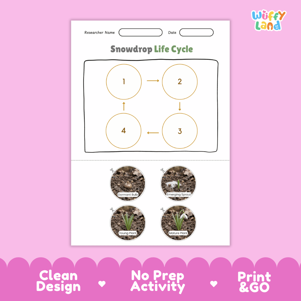 Snowdrop Life Cycle Poster and Cut and Paste Activity Worksheets