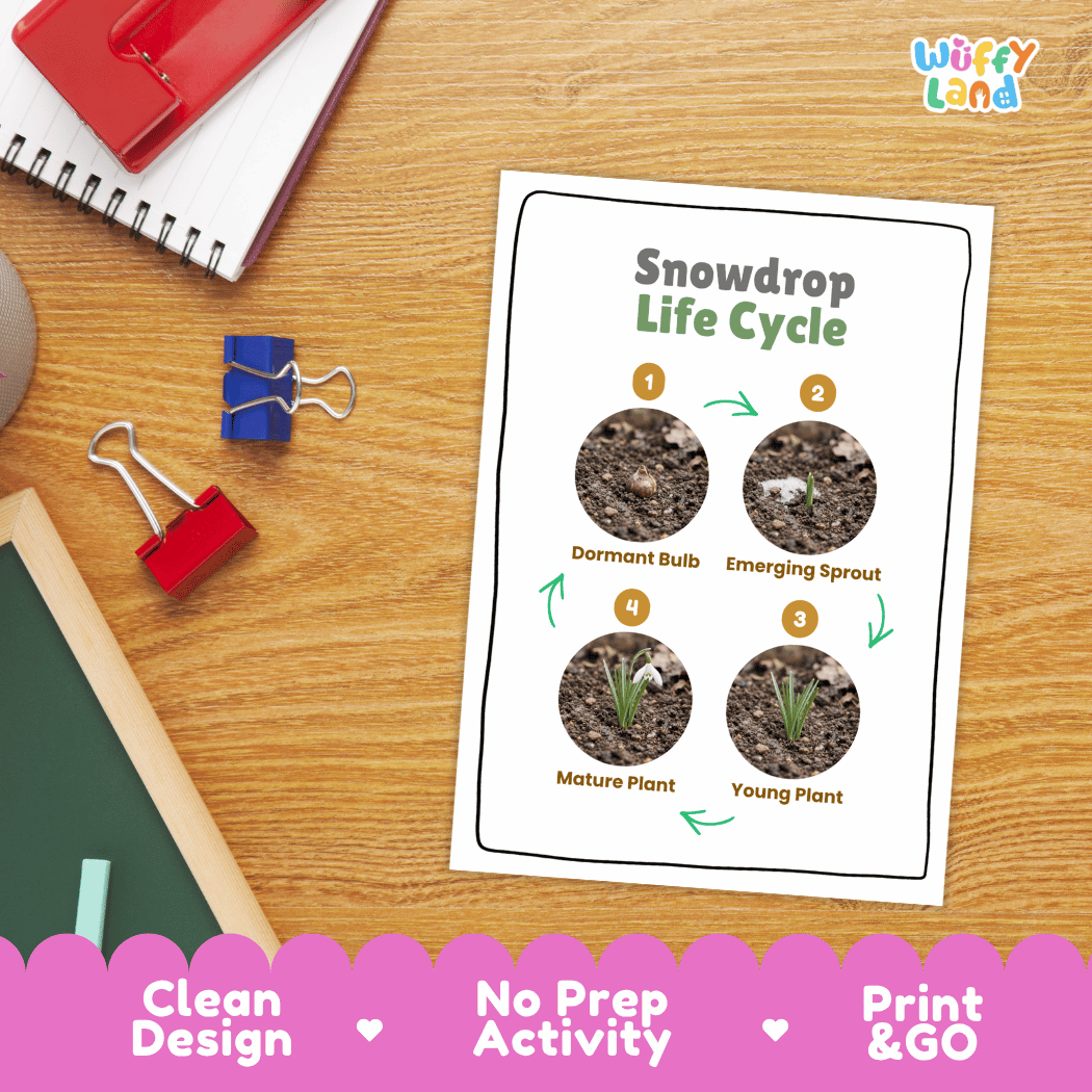 Snowdrop Life Cycle Poster and Cut and Paste Activity Worksheets