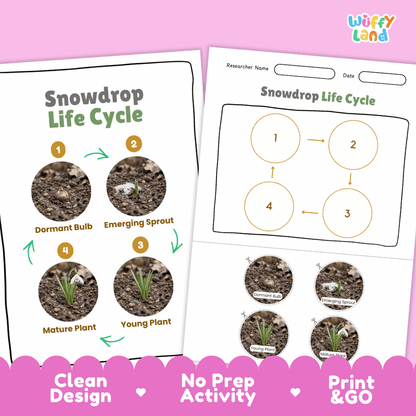 Snowdrop Life Cycle Poster and Cut and Paste Activity Worksheets