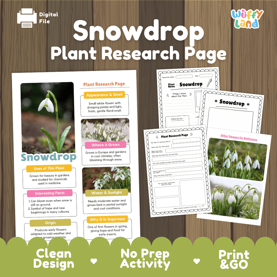 Snowdrop Plant Research Pages and Worksheets