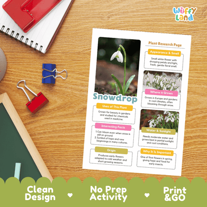 Snowdrop Plant Research Pages and Worksheets