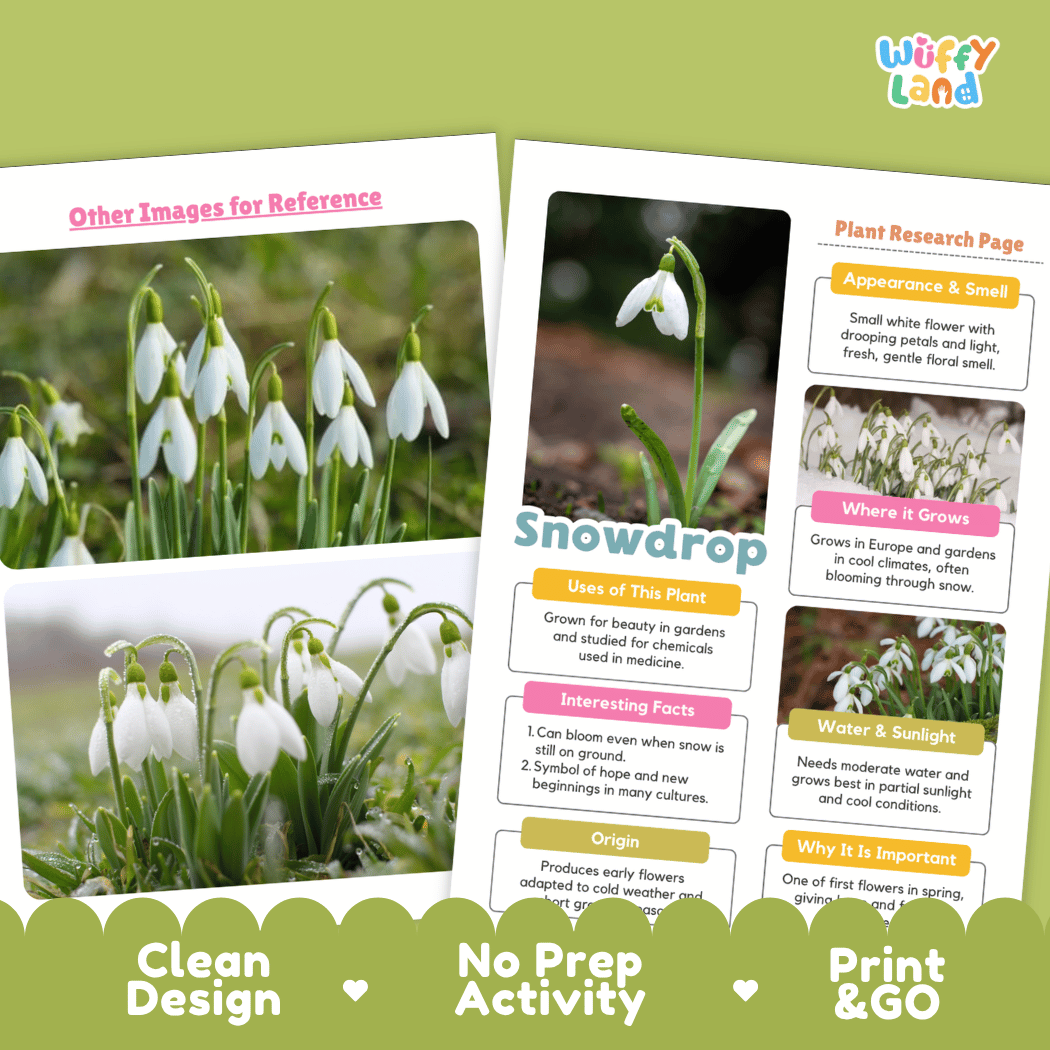 Snowdrop Plant Research Pages and Worksheets