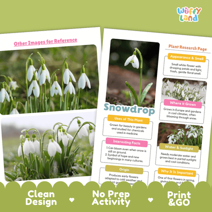 Snowdrop Plant Research Pages and Worksheets