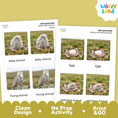 Snowy Owl Life Cycle Flashcards | Montessori 3 Part Cards Science Activity
