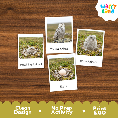 Snowy Owl Life Cycle Flashcards | Montessori 3 Part Cards Science Activity