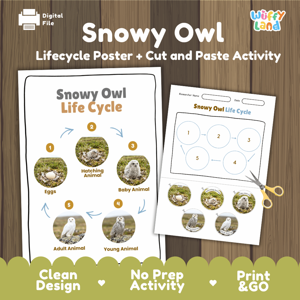 Snowy Owl Life Cycle Poster and Cut and Paste Worksheet Activity