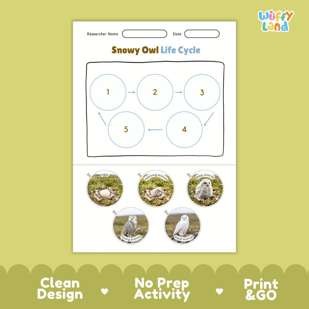Snowy Owl Life Cycle Poster and Cut and Paste Worksheet Activity
