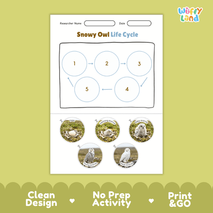 Snowy Owl Life Cycle Poster and Cut and Paste Worksheet Activity