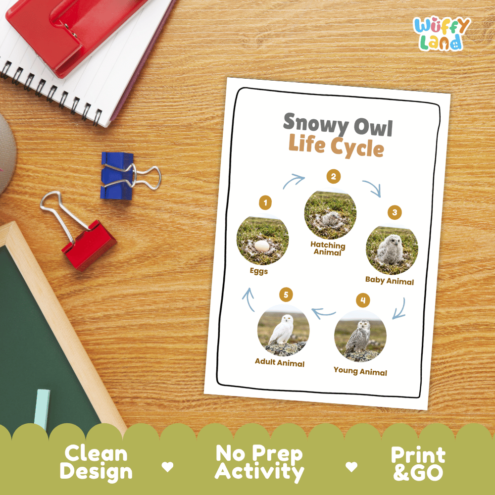 Snowy Owl Life Cycle Poster and Cut and Paste Worksheet Activity