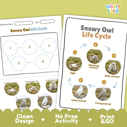 Snowy Owl Life Cycle Poster and Cut and Paste Worksheet Activity
