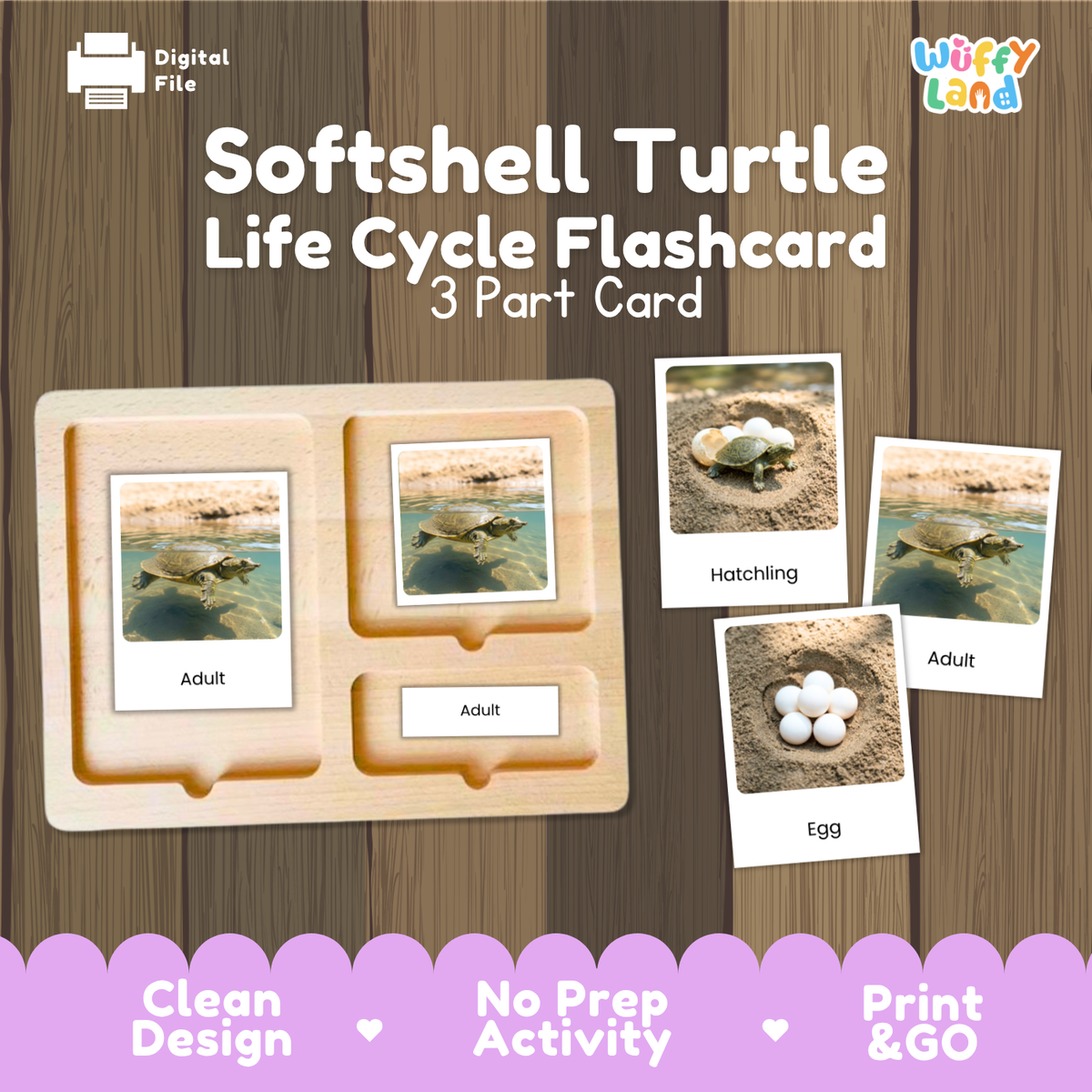 Softshell Turtle Life Cycle Flashcards | 3 Part Cards Montessori Science Activity