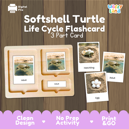 Softshell Turtle Life Cycle Flashcards | 3 Part Cards Montessori Science Activity