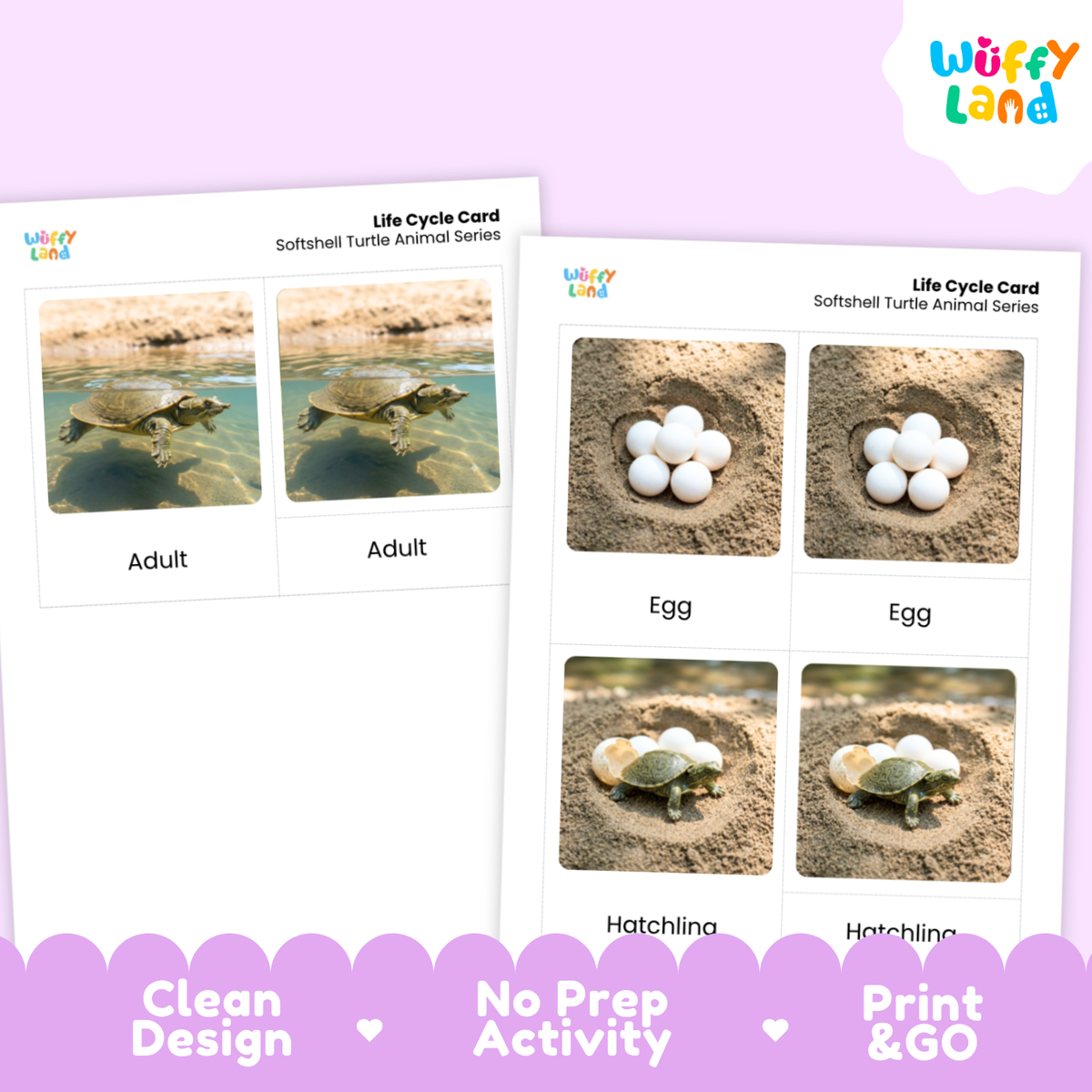 Softshell Turtle Life Cycle Flashcards | 3 Part Cards Montessori Science Activity