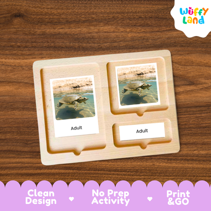 Softshell Turtle Life Cycle Flashcards | 3 Part Cards Montessori Science Activity