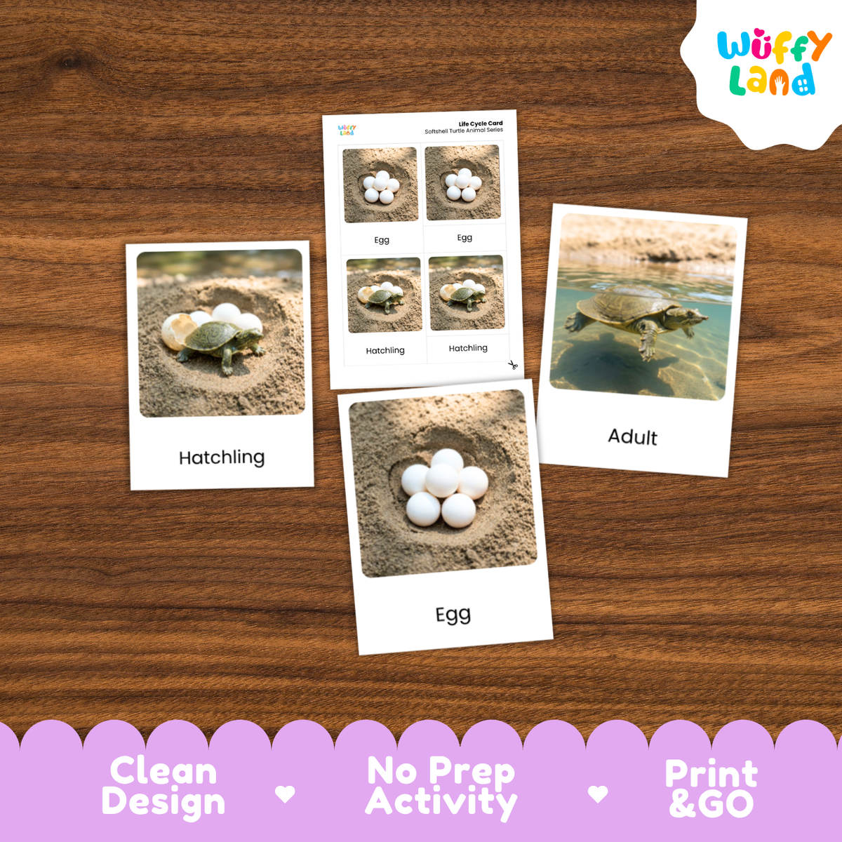 Softshell Turtle Life Cycle Flashcards | 3 Part Cards Montessori Science Activity