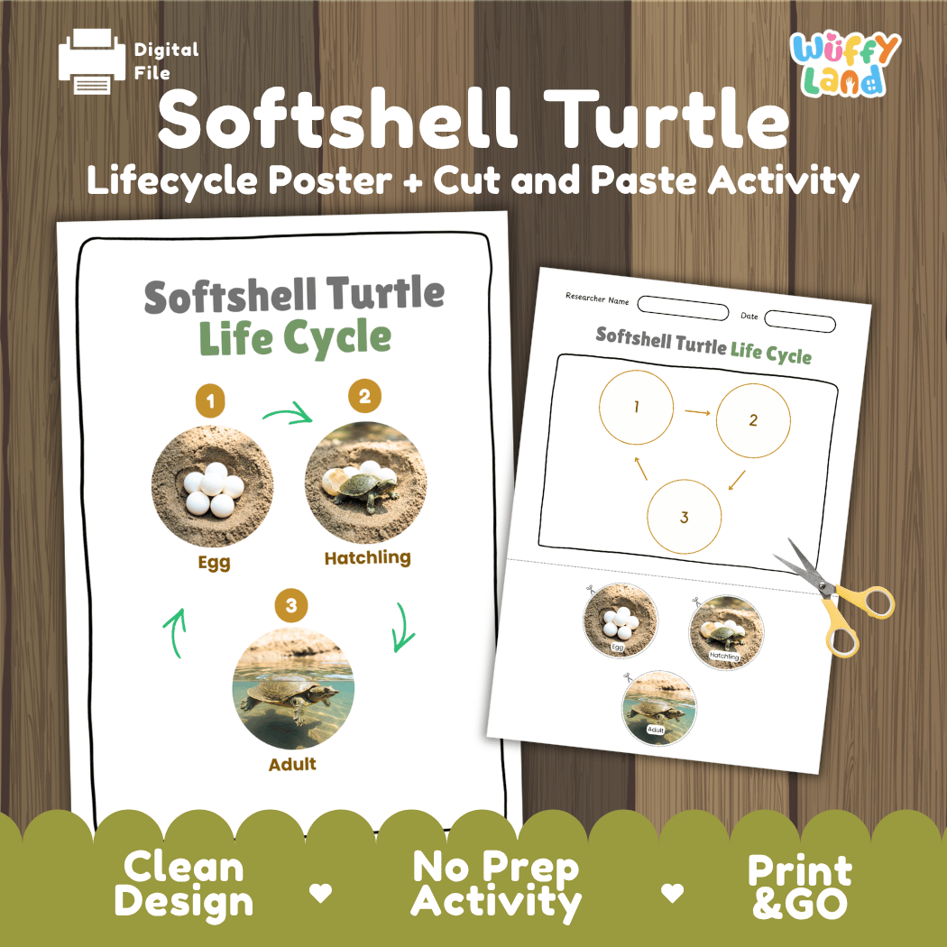 Softshell Turtle Life Cycle Poster and Cut and Paste Activity Worksheet