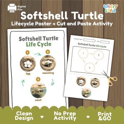 Softshell Turtle Life Cycle Poster and Cut and Paste Activity Worksheet