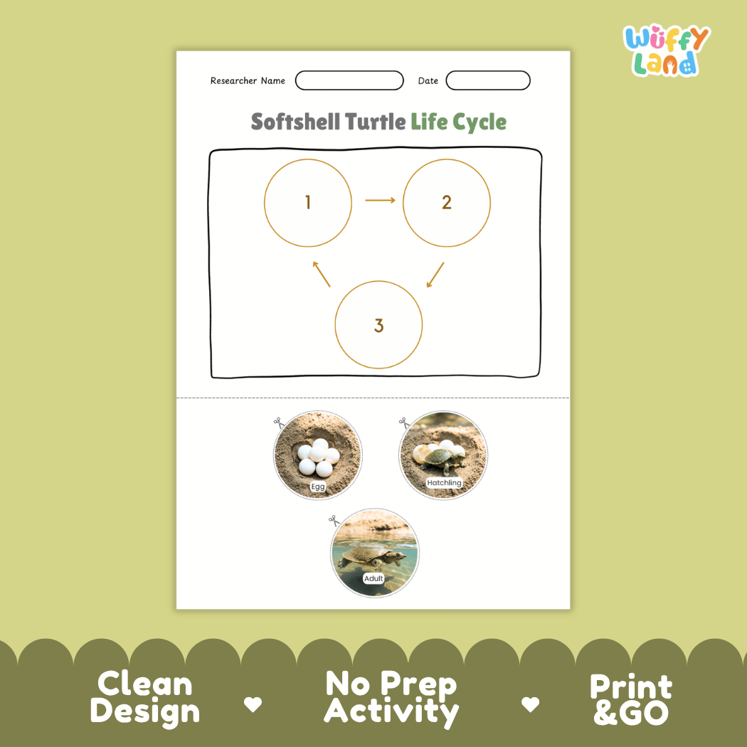 Softshell Turtle Life Cycle Poster and Cut and Paste Activity Worksheet