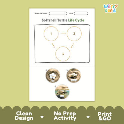 Softshell Turtle Life Cycle Poster and Cut and Paste Activity Worksheet