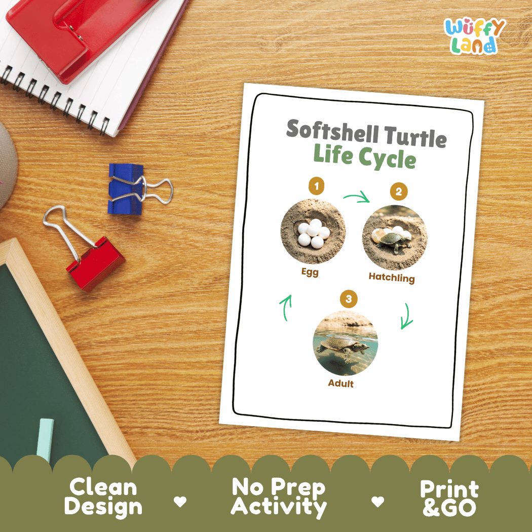 Softshell Turtle Life Cycle Poster and Cut and Paste Activity Worksheet