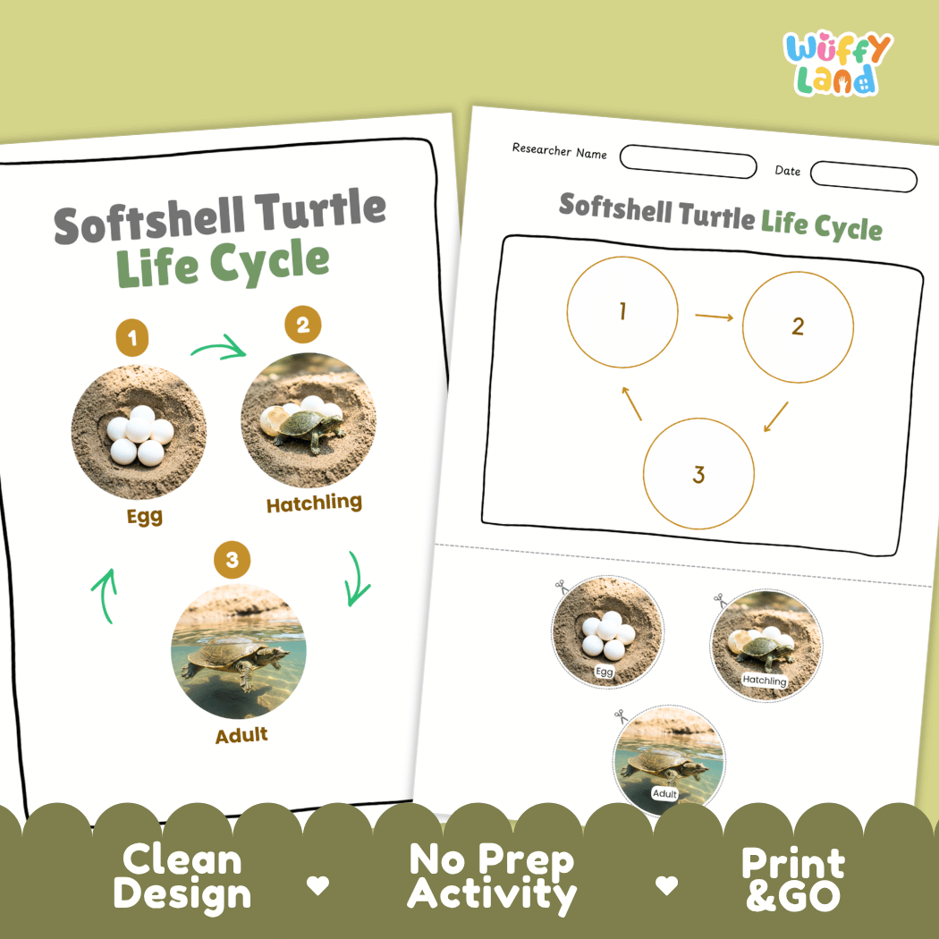 Softshell Turtle Life Cycle Poster and Cut and Paste Activity Worksheet