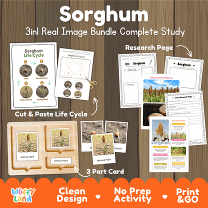 Sorghum plant 3in1 real image bundle complete study printable featuring life cycle cut and paste worksheets, Montessori 3-part cards, and research pages