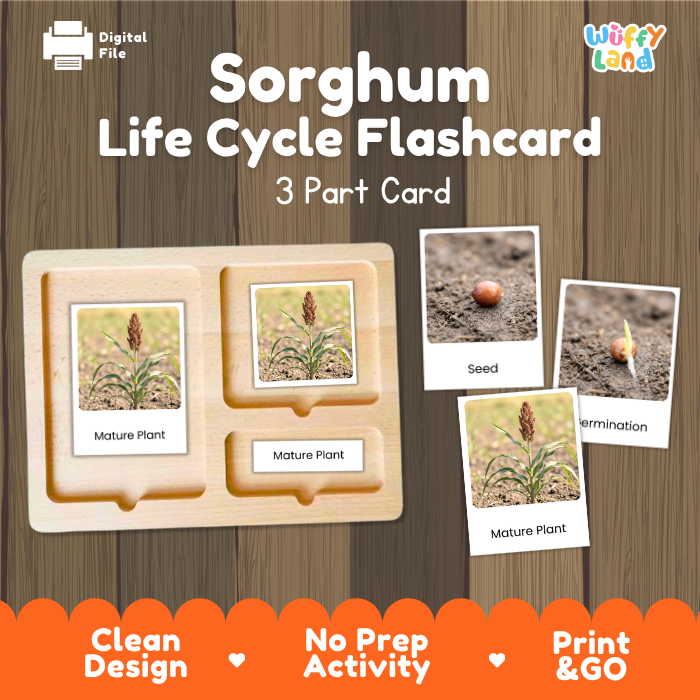 Sorghum Life Cycle Flashcard 3 Part Card Montessori Science Printable
