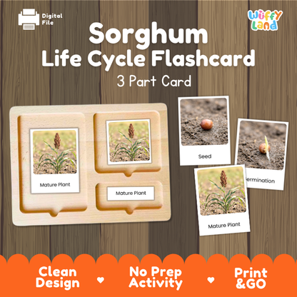 Sorghum Life Cycle Flashcard 3 Part Card Montessori Science Printable
