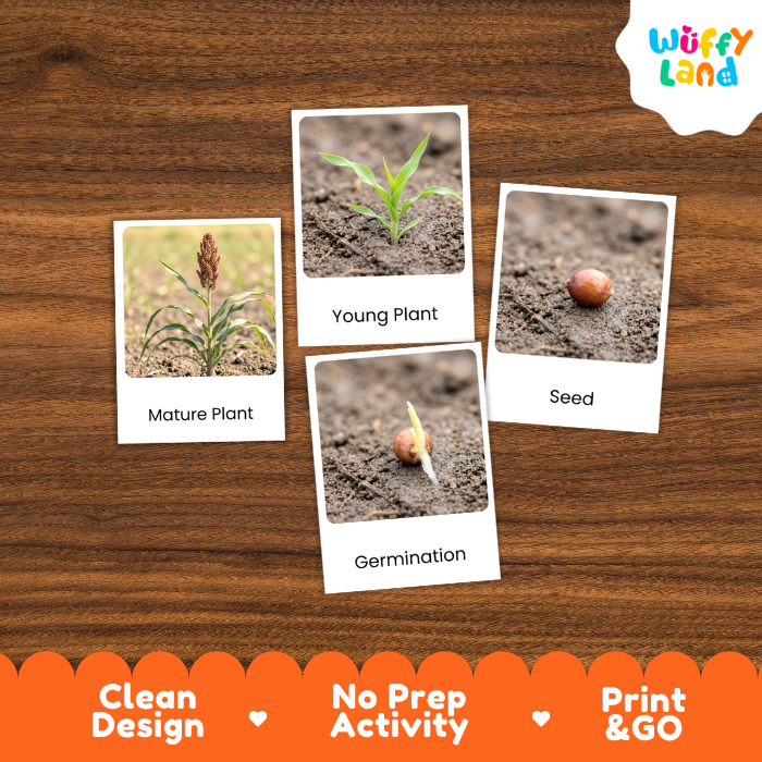 Sorghum Life Cycle Flashcard 3 Part Card Montessori Science Printable