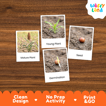 Sorghum Life Cycle Flashcard 3 Part Card Montessori Science Printable