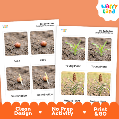 Sorghum Life Cycle Flashcard 3 Part Card Montessori Science Printable
