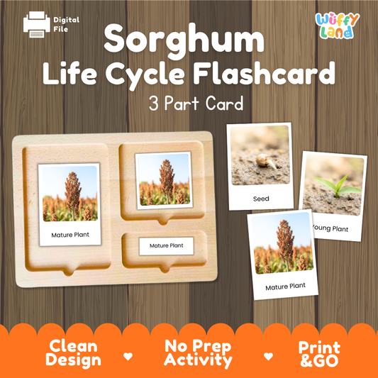 Sorghum Life Cycle Flashcard 3 Part Card Science Printable Activity