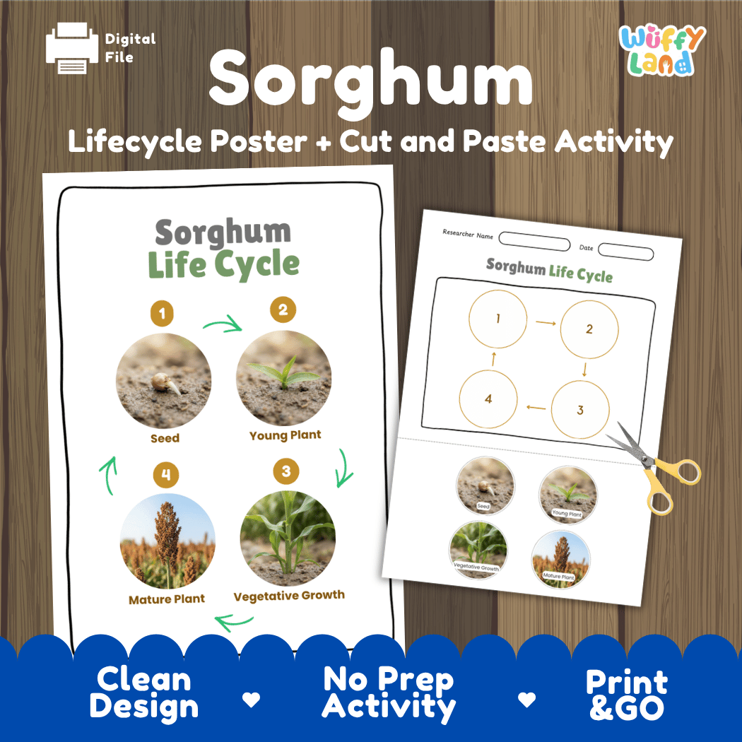 Sorghum Life Cycle Poster and Cut and Paste Worksheet Activity