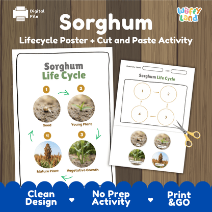 Sorghum Life Cycle Poster and Cut and Paste Worksheet Activity