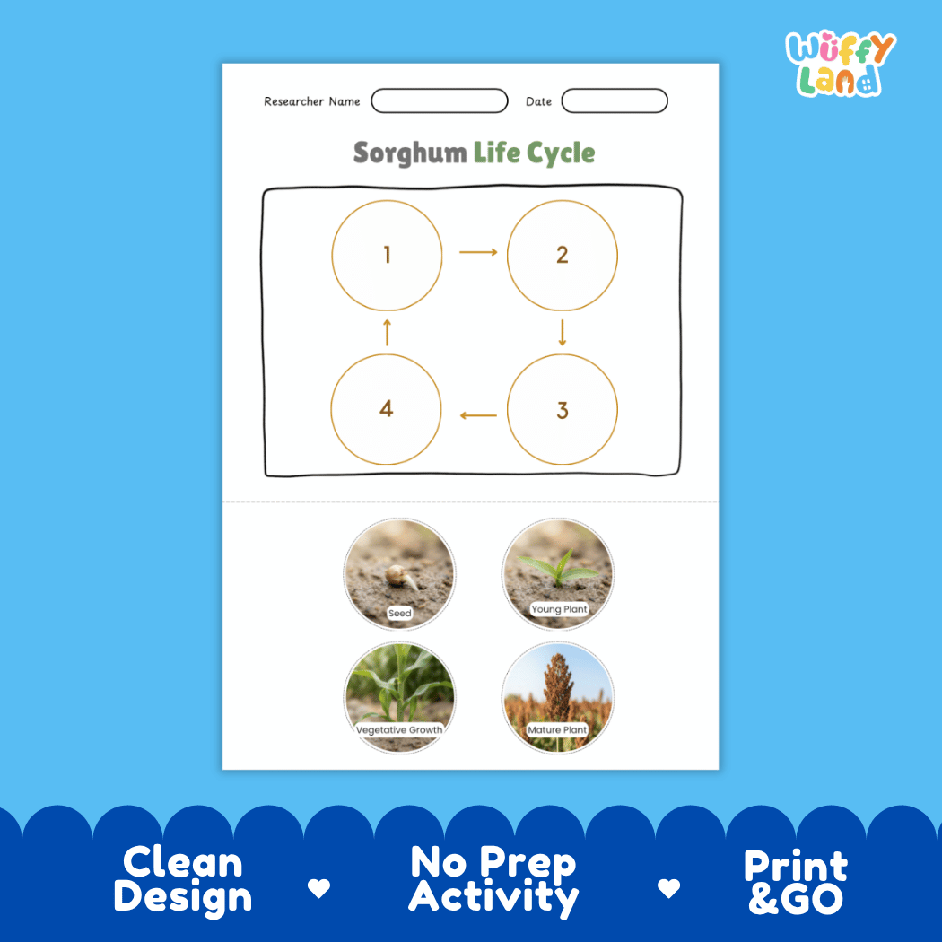 Sorghum Life Cycle Poster and Cut and Paste Worksheet Activity