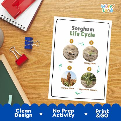 Sorghum Life Cycle Poster and Cut and Paste Worksheet Activity