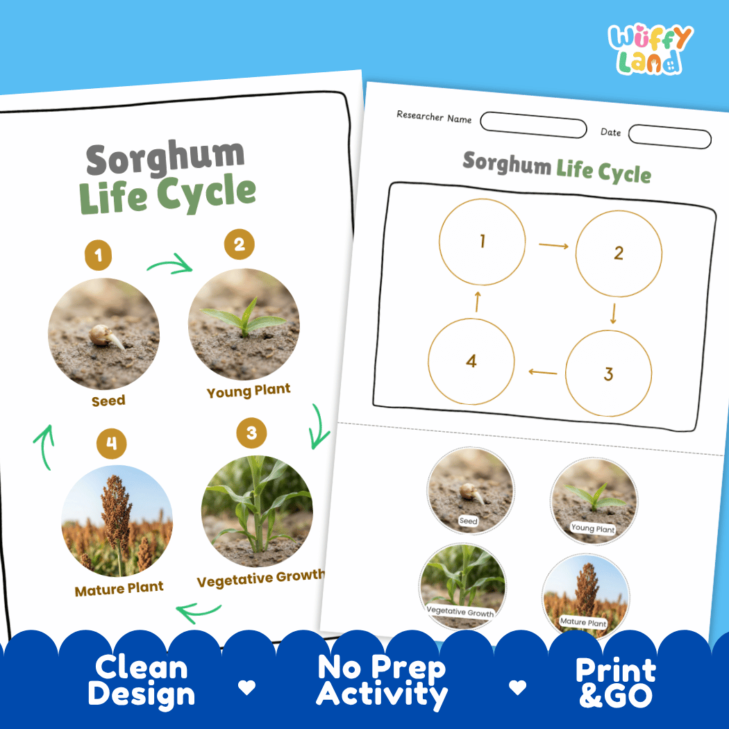 Sorghum Life Cycle Poster and Cut and Paste Worksheet Activity