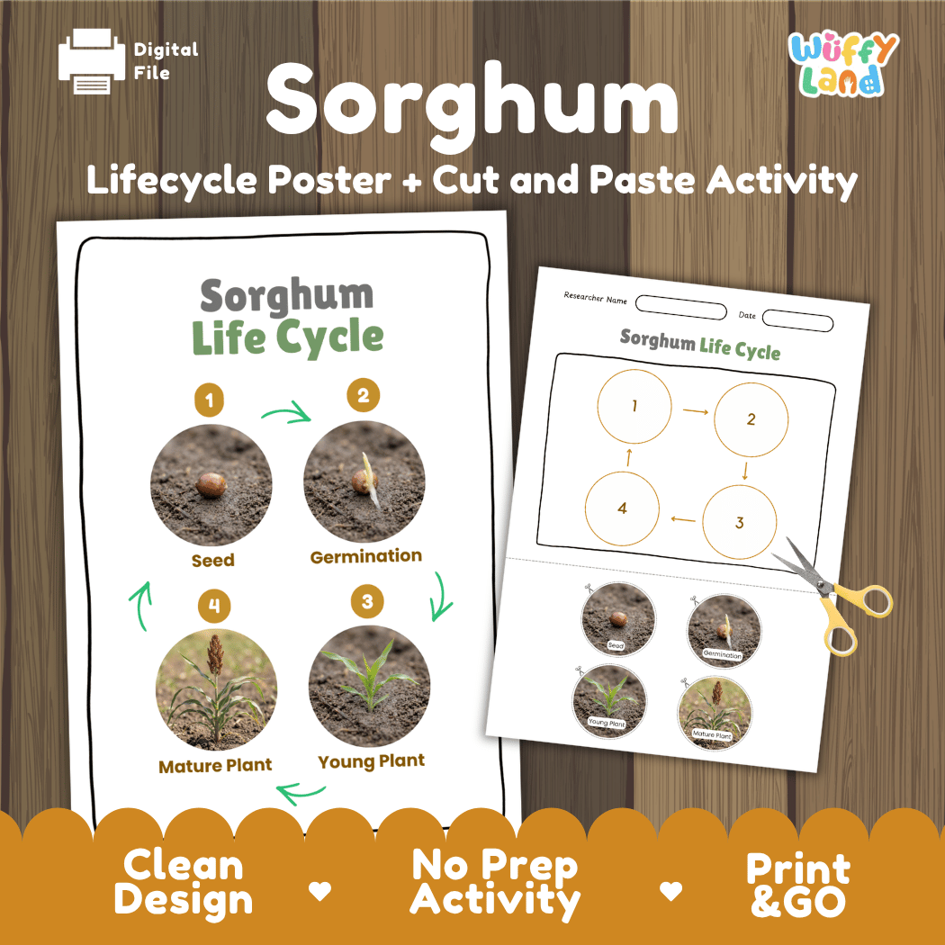Sorghum Life Cycle Poster and Cut and Paste Worksheet Activity