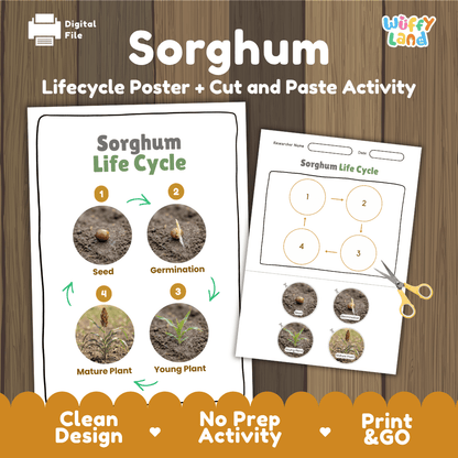 Sorghum Life Cycle Poster and Cut and Paste Worksheet Activity