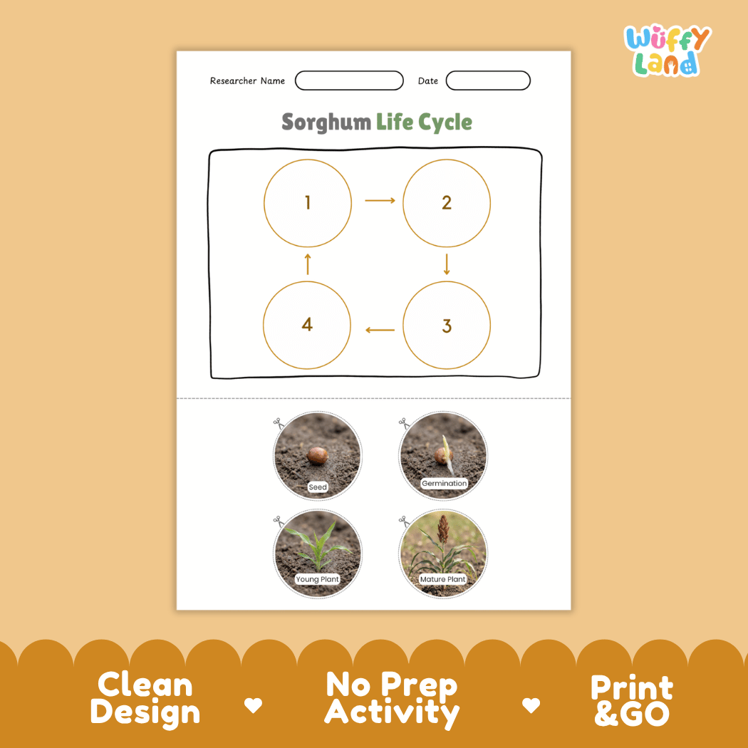Sorghum Life Cycle Poster and Cut and Paste Worksheet Activity