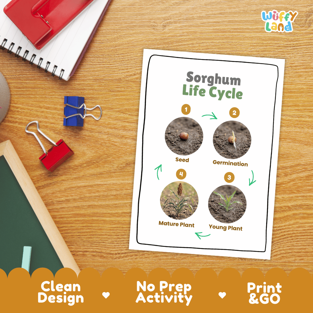 Sorghum Life Cycle Poster and Cut and Paste Worksheet Activity