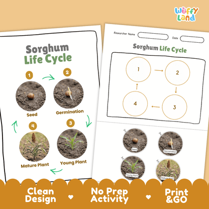 Sorghum Life Cycle Poster and Cut and Paste Worksheet Activity